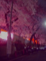 洗足池の桜とバイク