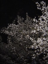 代々木公園夜桜9