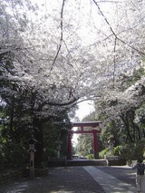 大宮八幡宮の桜2