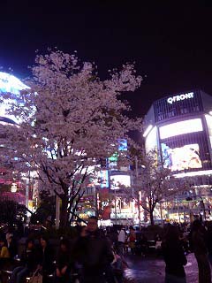渋谷駅前の桜