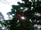 等々力不動尊の花