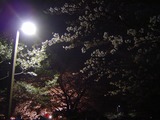 代々木公園夜桜2
