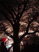 代々木公園夜桜3