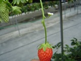 いちごの花