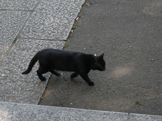 黒猫