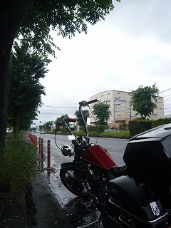 STEED