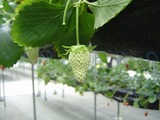 白いいちご