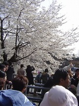 井の頭公園の桜
