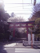 大宮八幡宮の桜