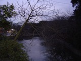 鶴岡八幡宮池