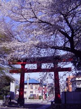 大宮八幡宮の桜4