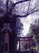 大宮八幡宮の桜3