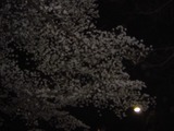 代々木公園夜桜5
