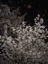 代々木公園夜桜6