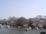 井の頭公園の池と桜