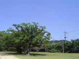 大きな木