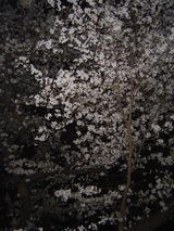代々木公園夜桜A