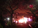 洗足池の桜