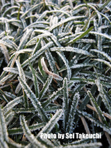 7a02f61a.jpg