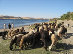 �����ץ� �ʥ�����
