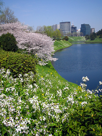 桜田門付近2009/04/06