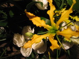 7月2日のお花2