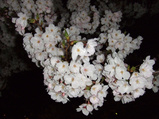 DSCF7883 (2)