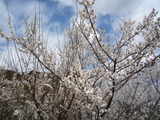 春