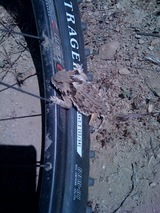 lizard
