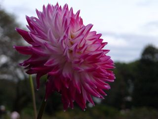 dahlia1