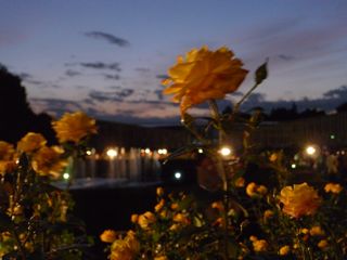 rose