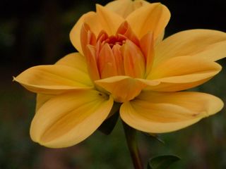 dahlia2