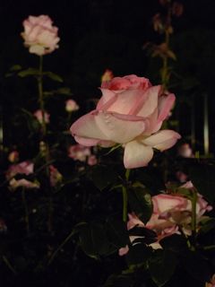 rose3