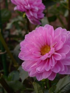 dahlia3