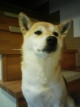 ����죱