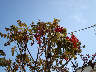 �ʥʥ��ޥ�