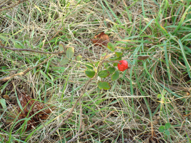 �Ͳػ�09-2