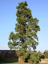 木