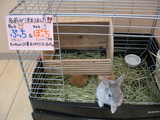 うさぎ