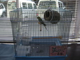インコ