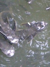 魚