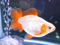 ����ʪ�繥�� LOVE FISH�ե���