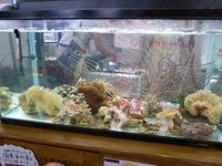 ����ʪ�繥�� LOVE FISH�ե���
