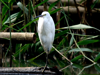 kosagi
