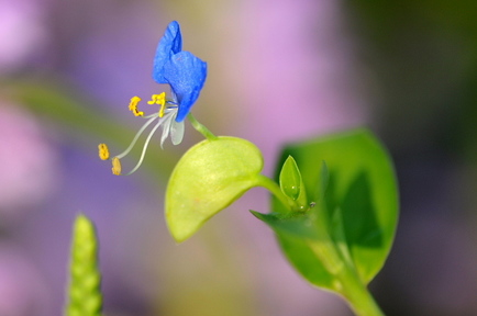 flowers4