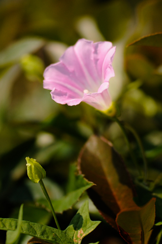 flowers1