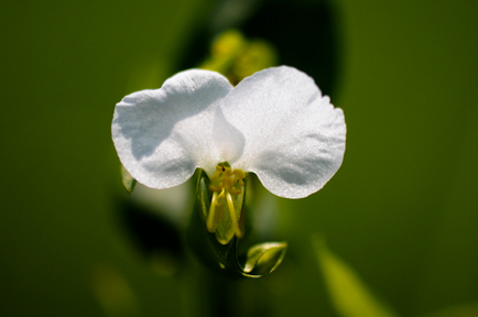 flowers5