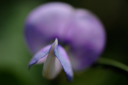 flowers2