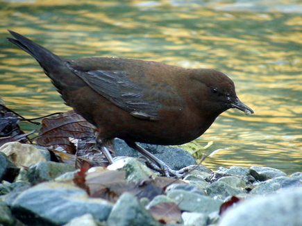 ���܎��ގ׎�2