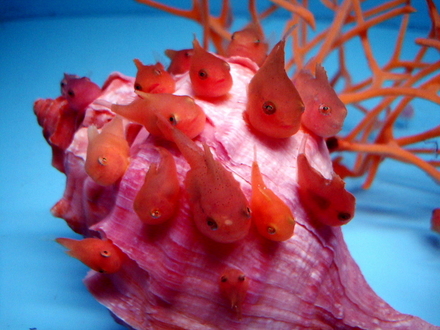 tentozan5
